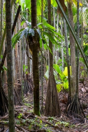 Stelzenpalme, Verschaffeltia splendida