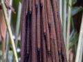 Stelzenpalme, Verschaffeltia splendida
