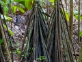 Stelzenpalme, Verschaffeltia splendida