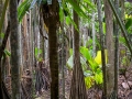Stelzenpalme, Verschaffeltia splendida