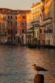 Canal Grande