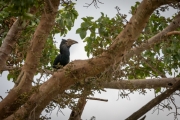 Grauwangenhornvogel