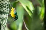 Waldnektarvogel