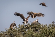 Zwei Savannenadler, Ohrengeier, zwei Sperbergeier auf Wüstendattel