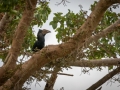 Grauwangenhornvogel