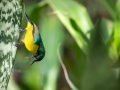 Waldnektarvogel