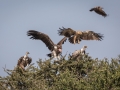 Zwei Savannenadler, Ohrengeier, zwei Sperbergeier auf Wüstendattel