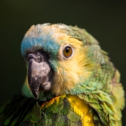 Blaustirnamazone, Vogelpark Heiligenkirchen