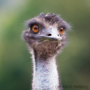 Nandu, Vogelpark Heiligenkirchen