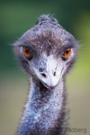 Emu, Vogelpark Heiligenkirchen