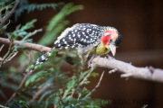 Flammenkopf Bartvogel, Vogelpark Heiligenkirchen