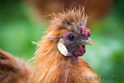 Huhn, Vogelpark Heiligenkirchen