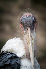 Afrikanischer Marabu, Vogelpark Heiligenkirchen