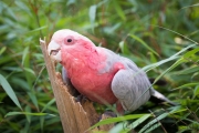 Papagei, Vogelpark Heiligenkirchen