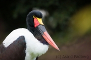 Sattelstorch,  Vogelpark Heiligenkirchen