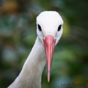 Weißstorch, Vogelpark Heiligenkirchen