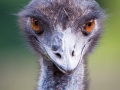 Emu, Vogelpark Heiligenkirchen