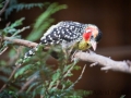 Flammenkopf Bartvogel, Vogelpark Heiligenkirchen