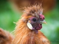 Huhn, Vogelpark Heiligenkirchen