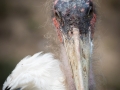 Afrikanischer Marabu, Vogelpark Heiligenkirchen