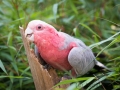 Papagei, Vogelpark Heiligenkirchen