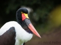 Sattelstorch,  Vogelpark Heiligenkirchen