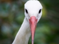 Weißstorch, Vogelpark Heiligenkirchen