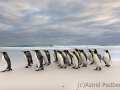 Königspinguine am Volunteer Beach