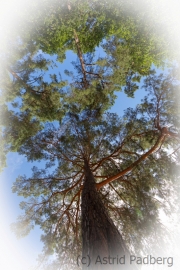 Bäume in der Wahner Heide