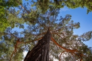 Bäume in der Wahner Heide