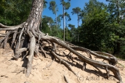 Bäume in der Wahner Heide