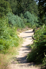 Weg in der Wahner Heide