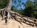 Bäume in der Wahner Heide