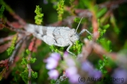 Brauner Grashüpfer