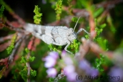 Brauner Grashüpfer