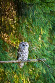 Waldkauz (Strix aluco)