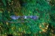 Waldkauz (Strix aluco)