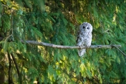 Waldkauz (Strix aluco)