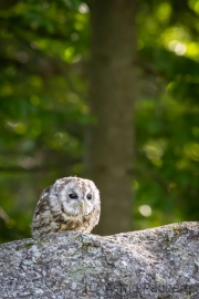 Waldkauz (Strix aluco)