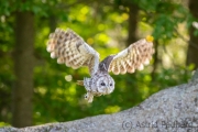 Waldkauz (Strix aluco)