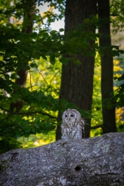 Waldkauz (Strix aluco)