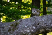 Waldkauz (Strix aluco)