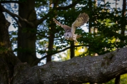 Waldkauz (Strix aluco)