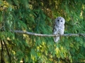 Waldkauz (Strix aluco)