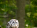 Waldkauz (Strix aluco)