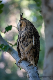 Waldohreule (Asio otus)