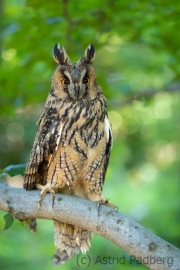 Waldohreule (Asio otus)