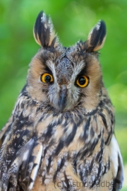 Waldohreule (Asio otus)