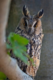 Waldohreule (Asio otus)