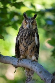 Waldohreule (Asio otus)